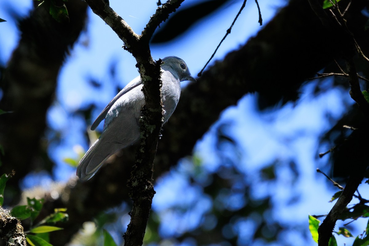 Gray Cuckooshrike - ML623632912