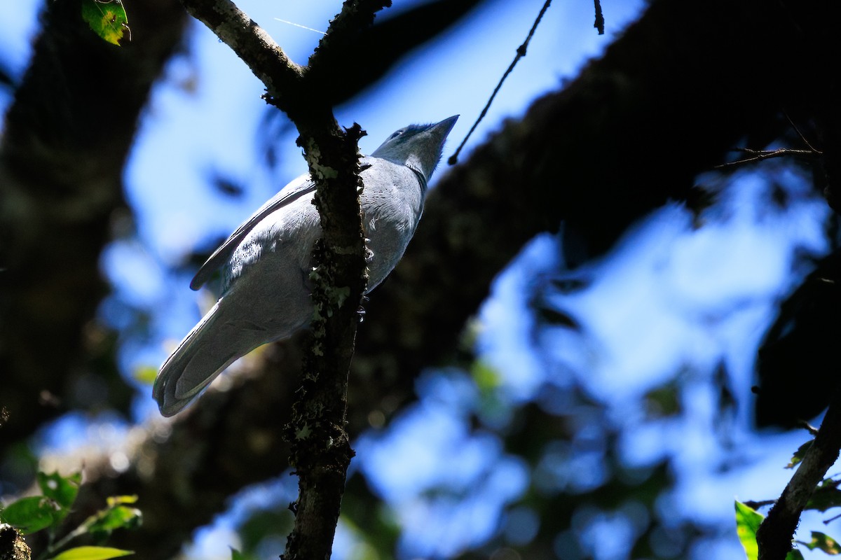 Gray Cuckooshrike - ML623632913