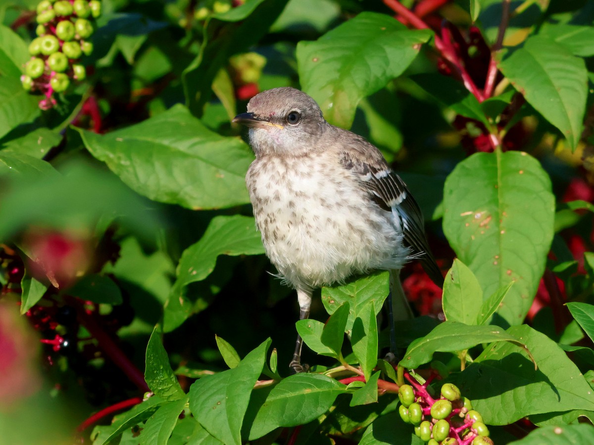 Northern Mockingbird - ML623632919