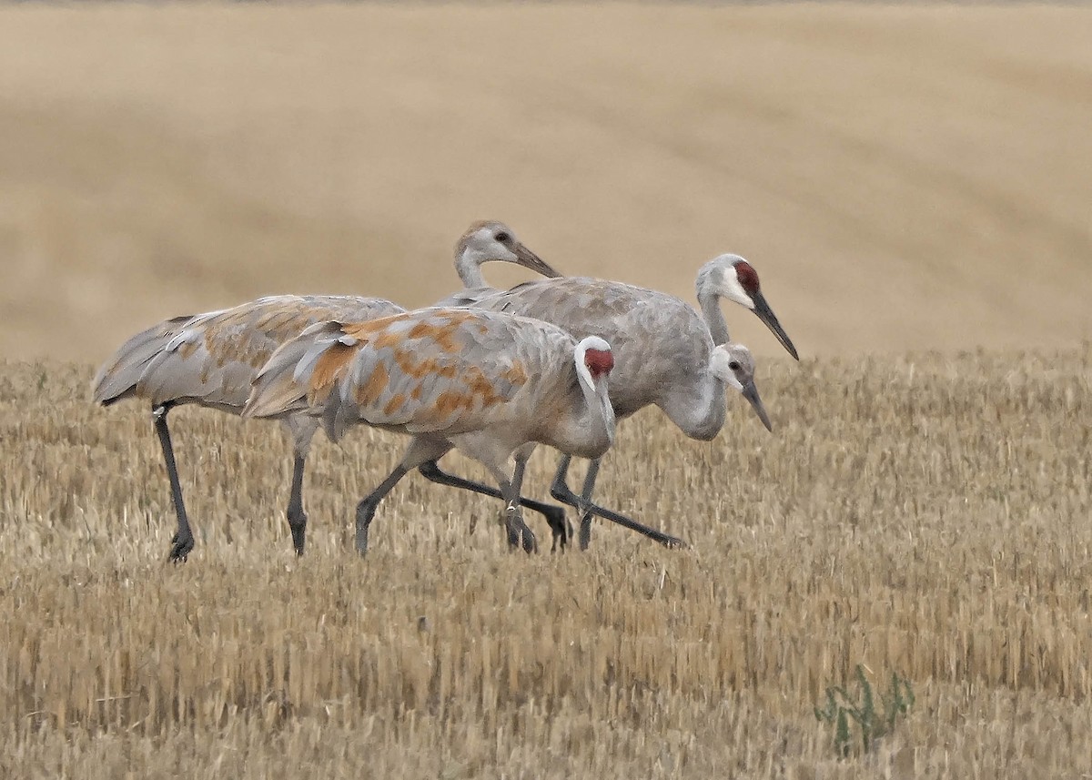 Sandhill Crane - ML623632921