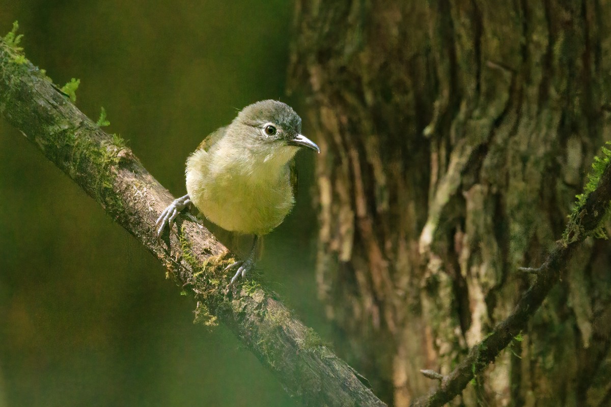 Yellow-streaked Greenbul (Yellow-streaked) - Mike “Champ” Krzychylkiewicz