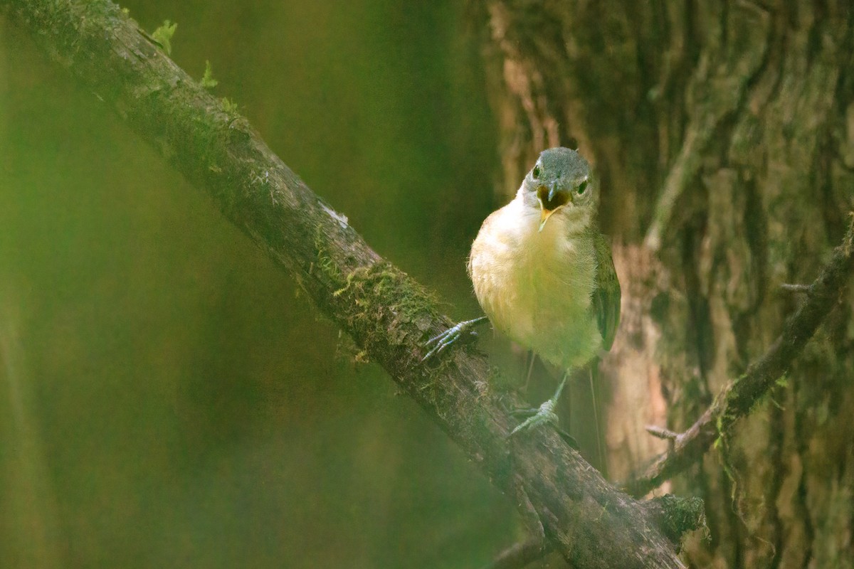 David Yaprakbülbülü [flavostriatus grubu] - ML623632931