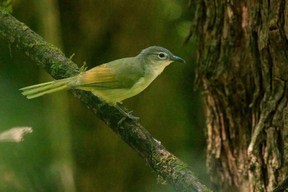 David Yaprakbülbülü [flavostriatus grubu] - ML623632933