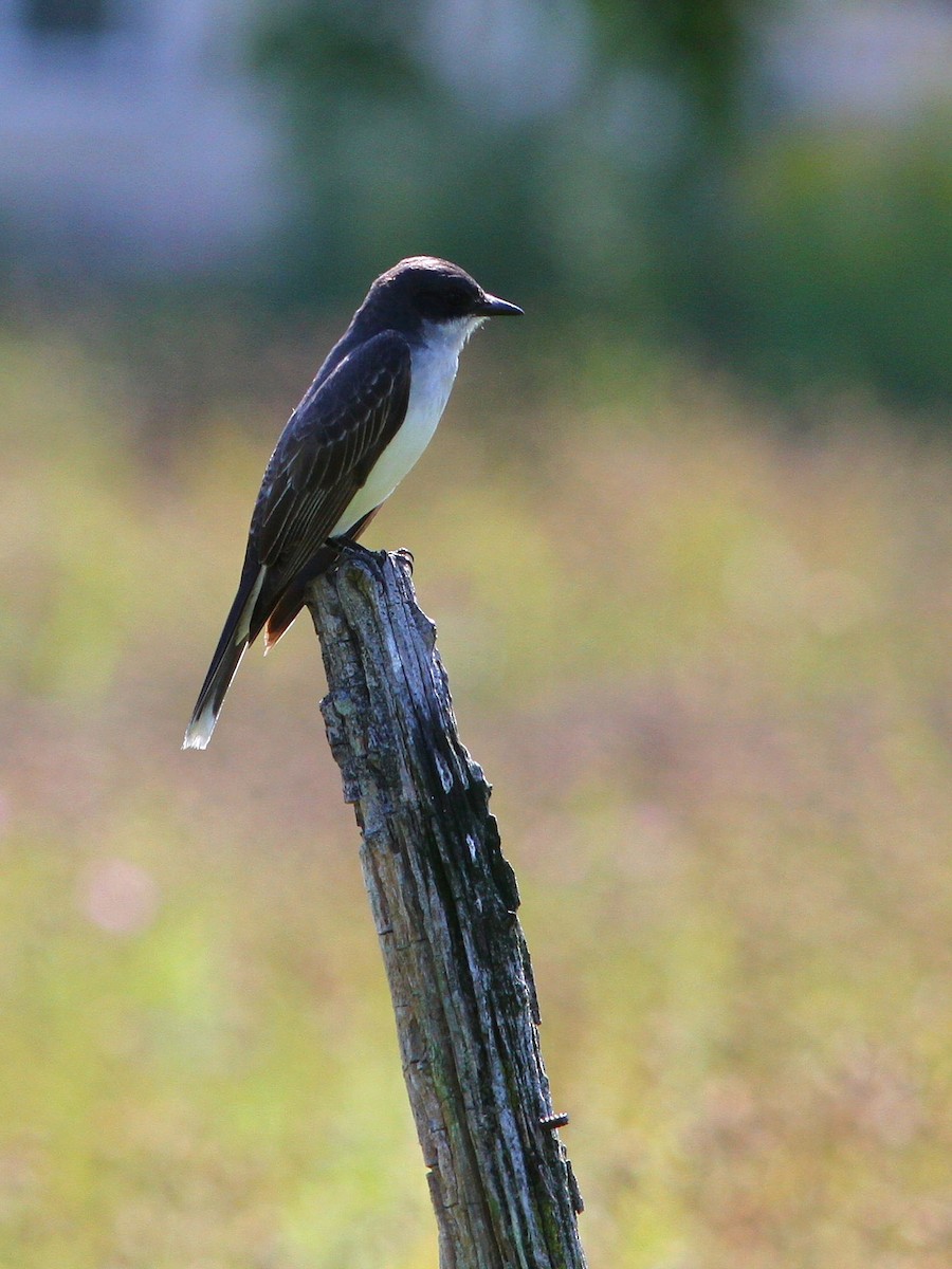 Eastern Kingbird - ML623632945