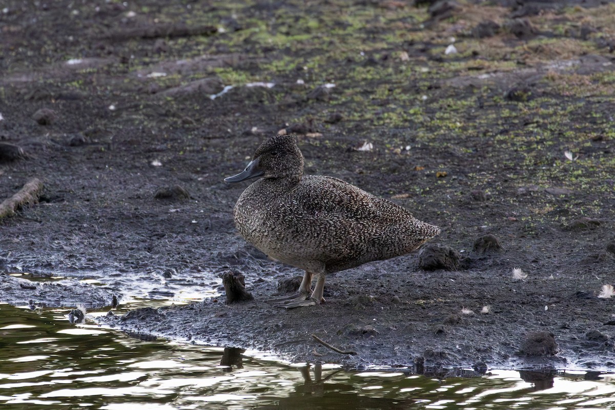 Freckled Duck - ML623632960