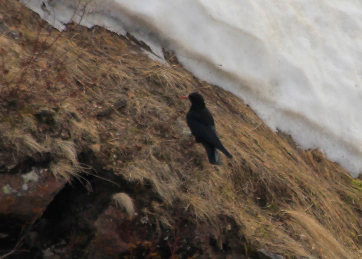 Red-billed Chough - ML623632963