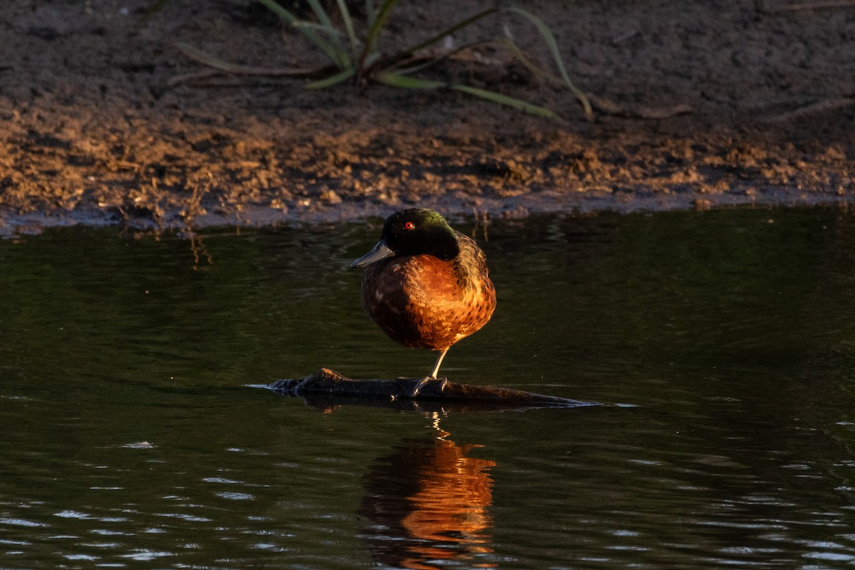 Chestnut Teal - ML623632965