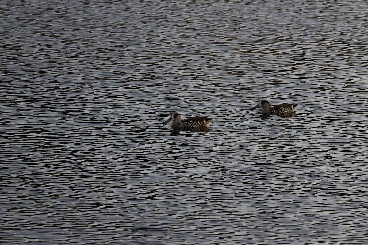 Pink-eared Duck - ML623632968