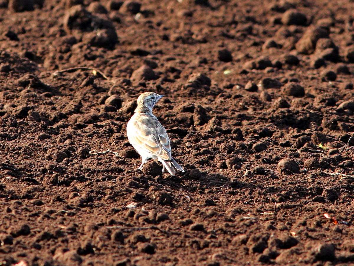 Horned Lark - Silas Wareham