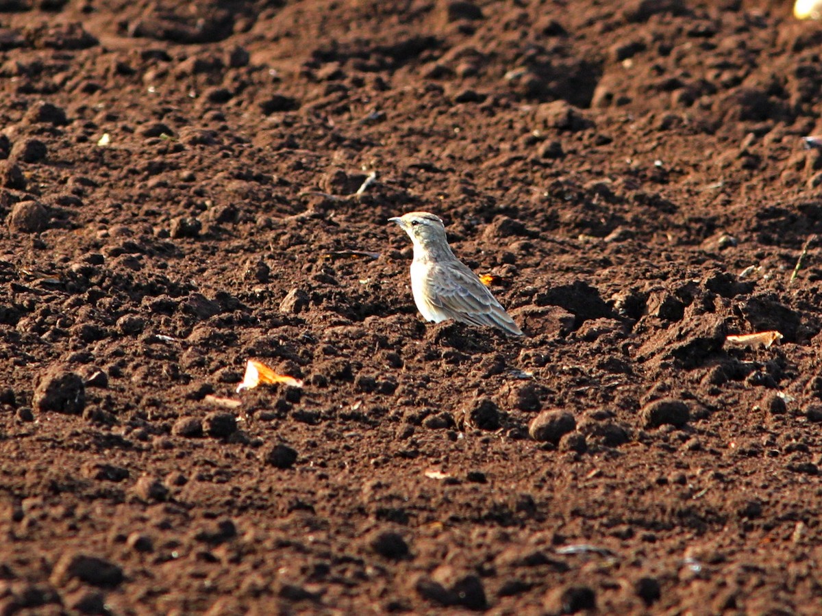 Horned Lark - ML623632974