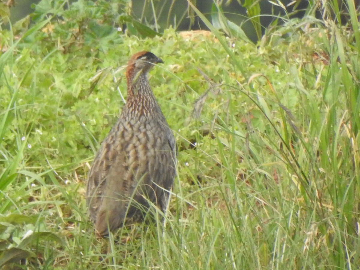 Francolin d'Erckel - ML623632979