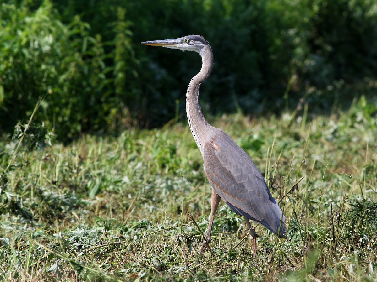 Great Blue Heron - ML623633055