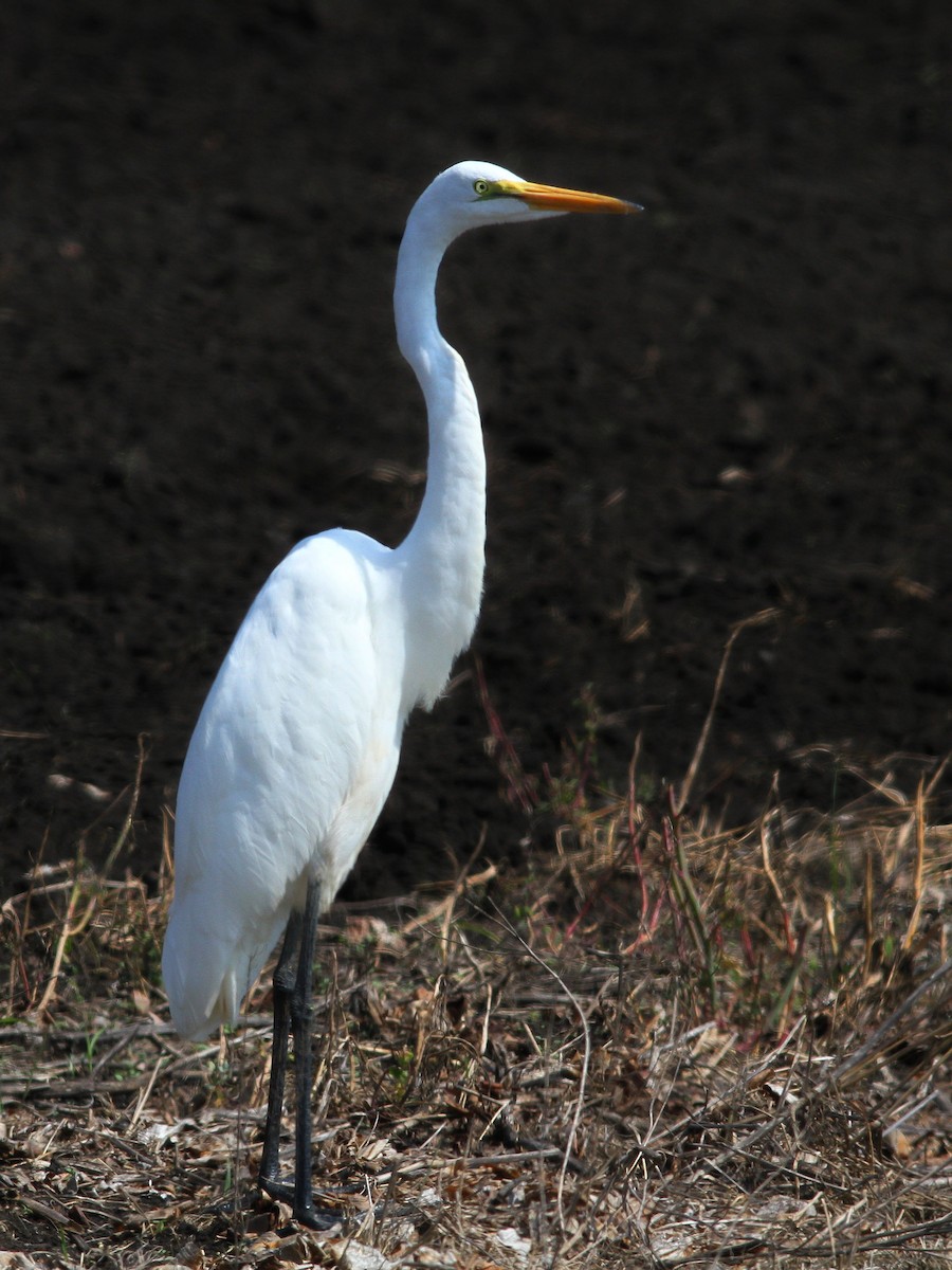 Great Egret - ML623633090