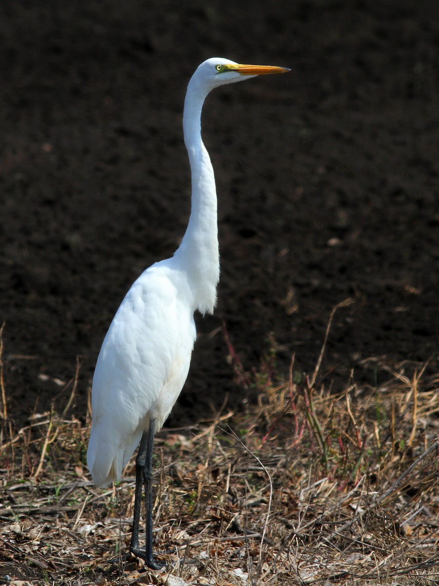 Great Egret - ML623633091