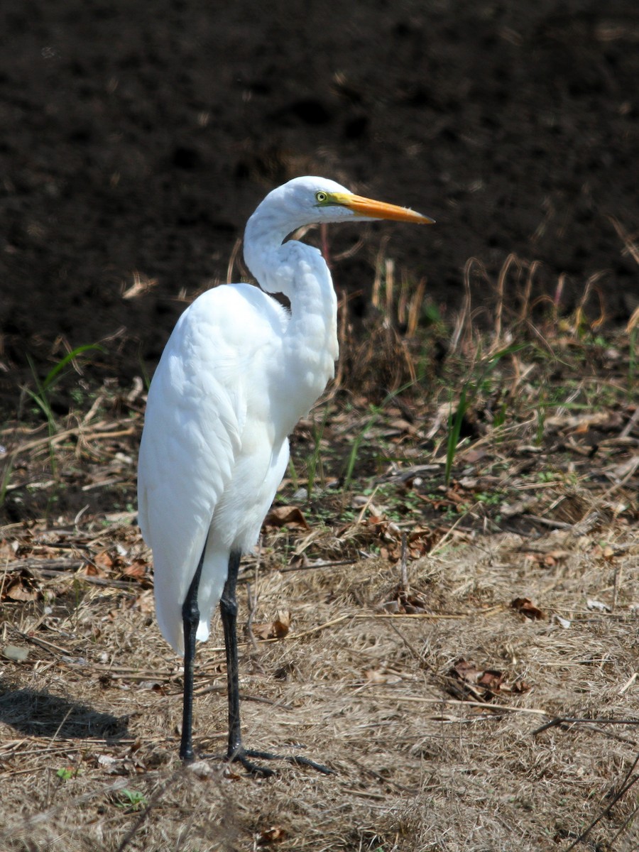 Great Egret - ML623633092