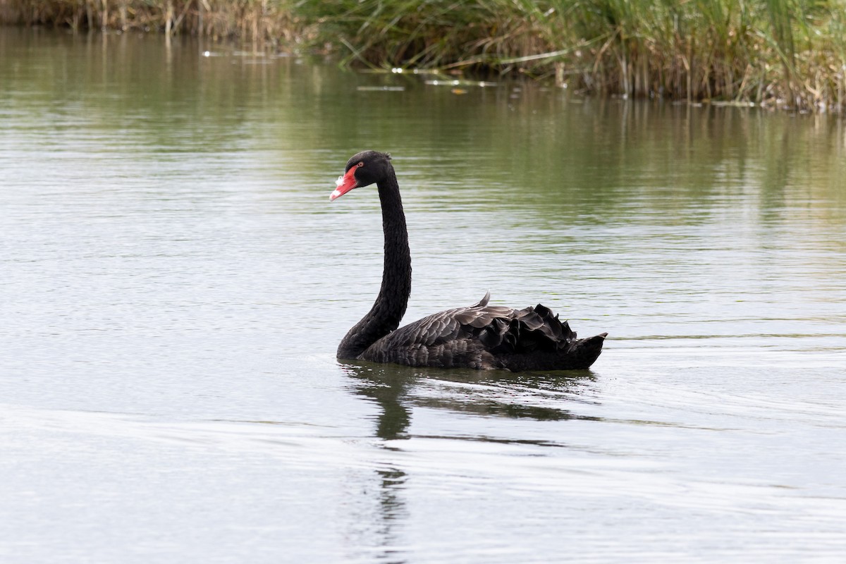 Black Swan - ML623633115