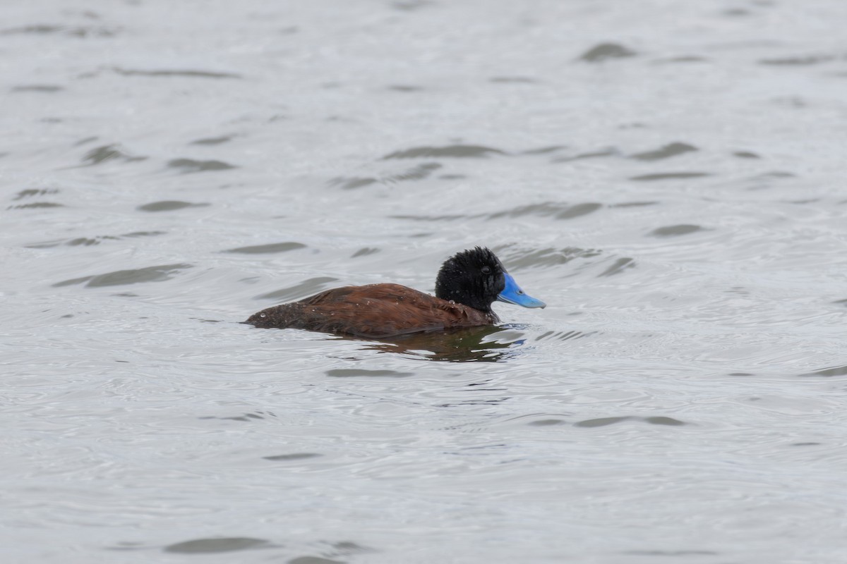 Blue-billed Duck - ML623633120