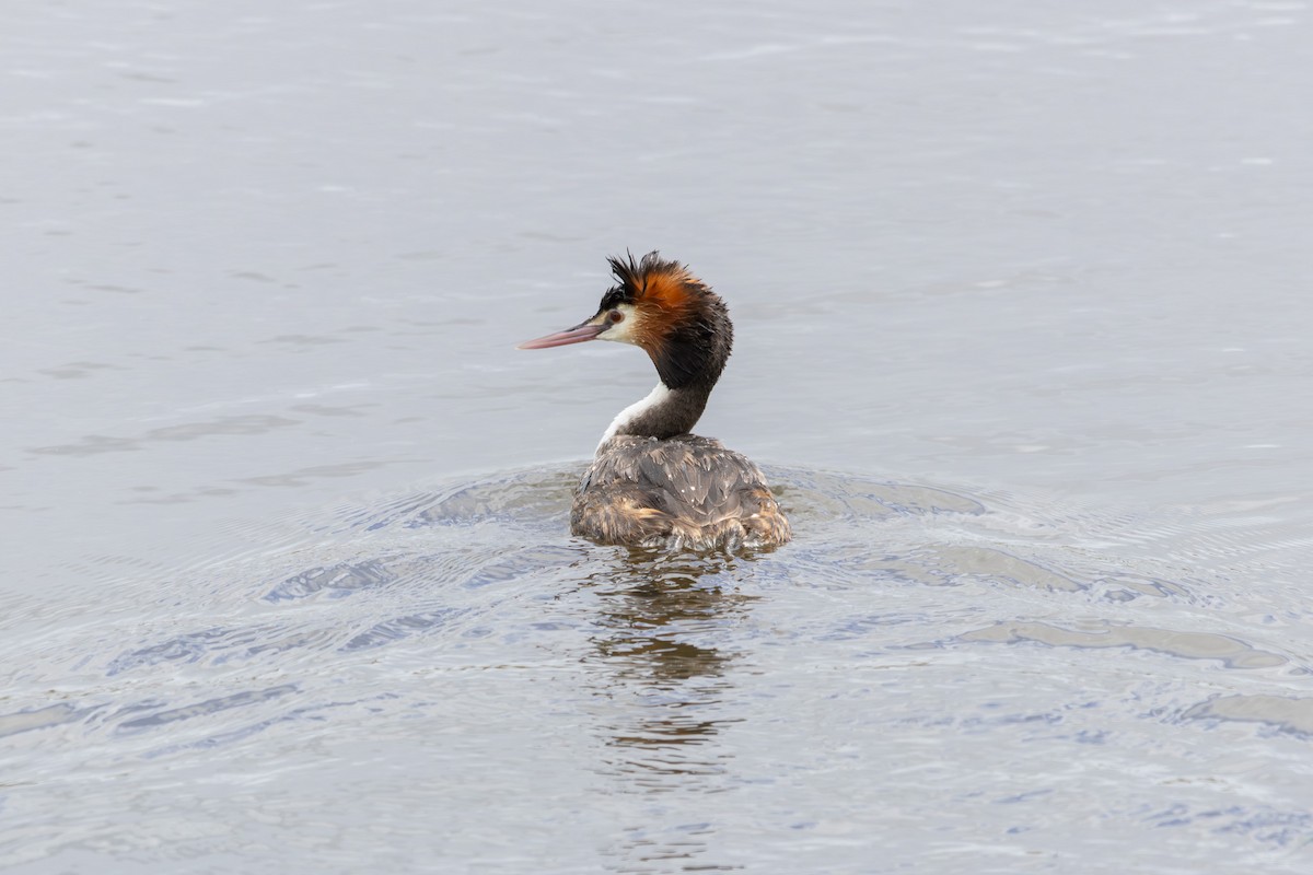 Great Crested Grebe - ML623633129