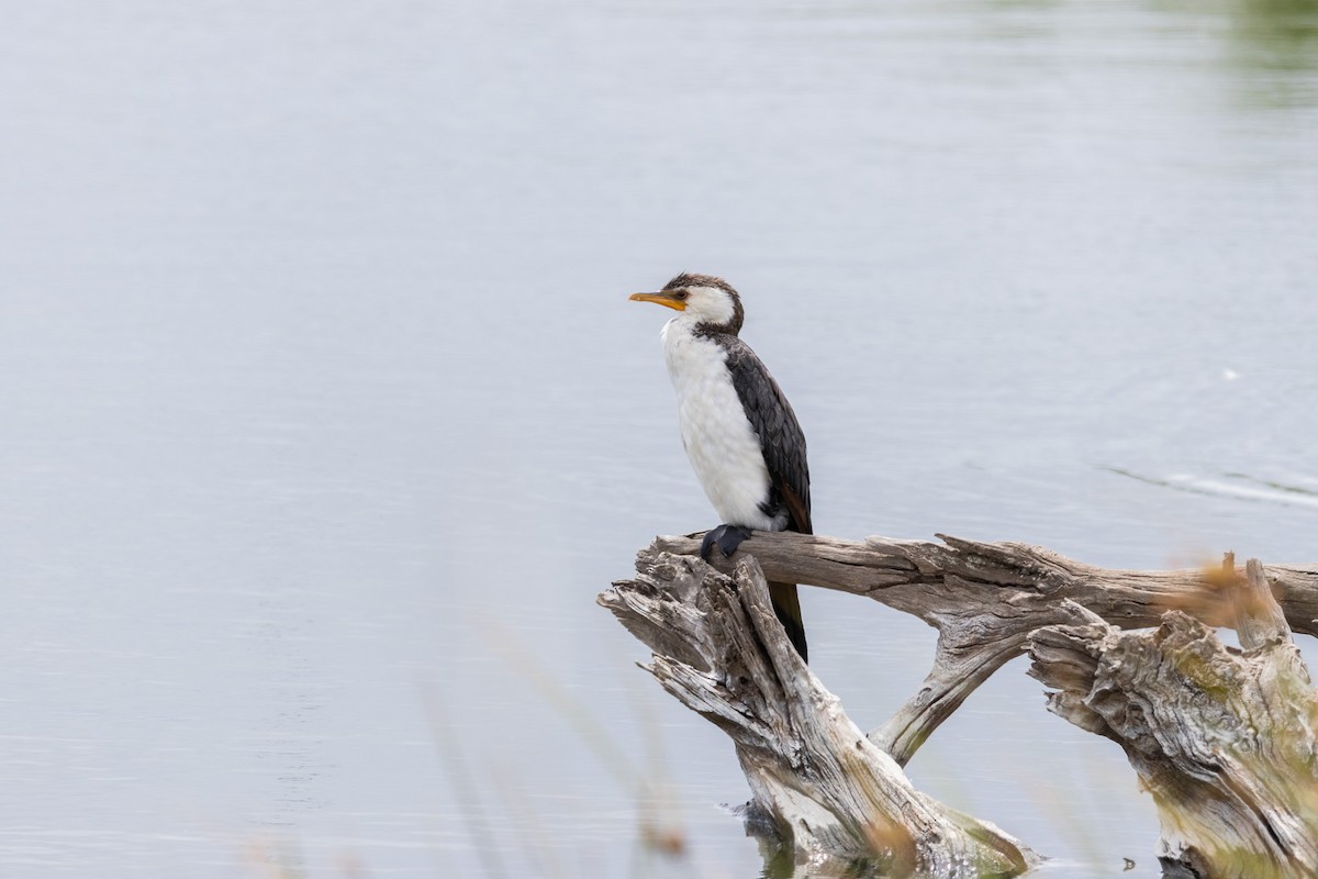 Little Pied Cormorant - ML623633133