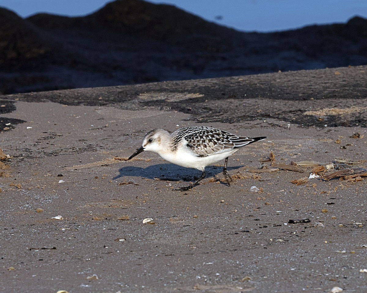 Sanderling - ML623633154