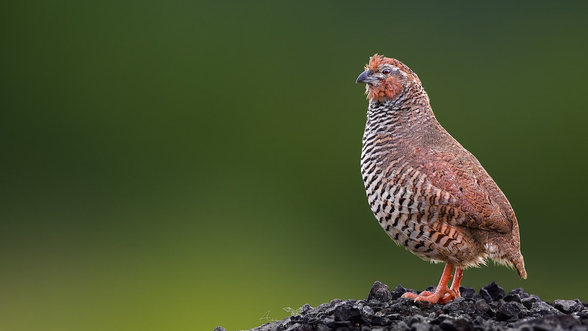 Rock Bush-Quail - ML623633174