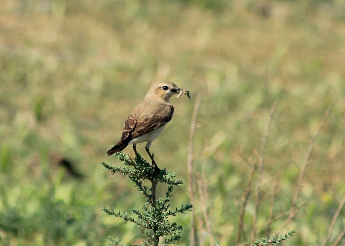 Isabelline Wheatear - ML623633236