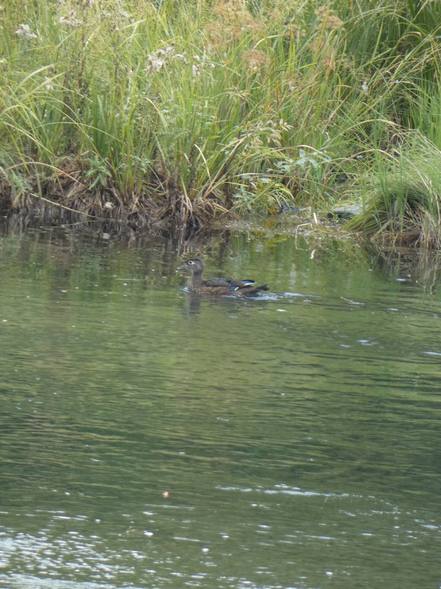 Wood Duck - ML623633269