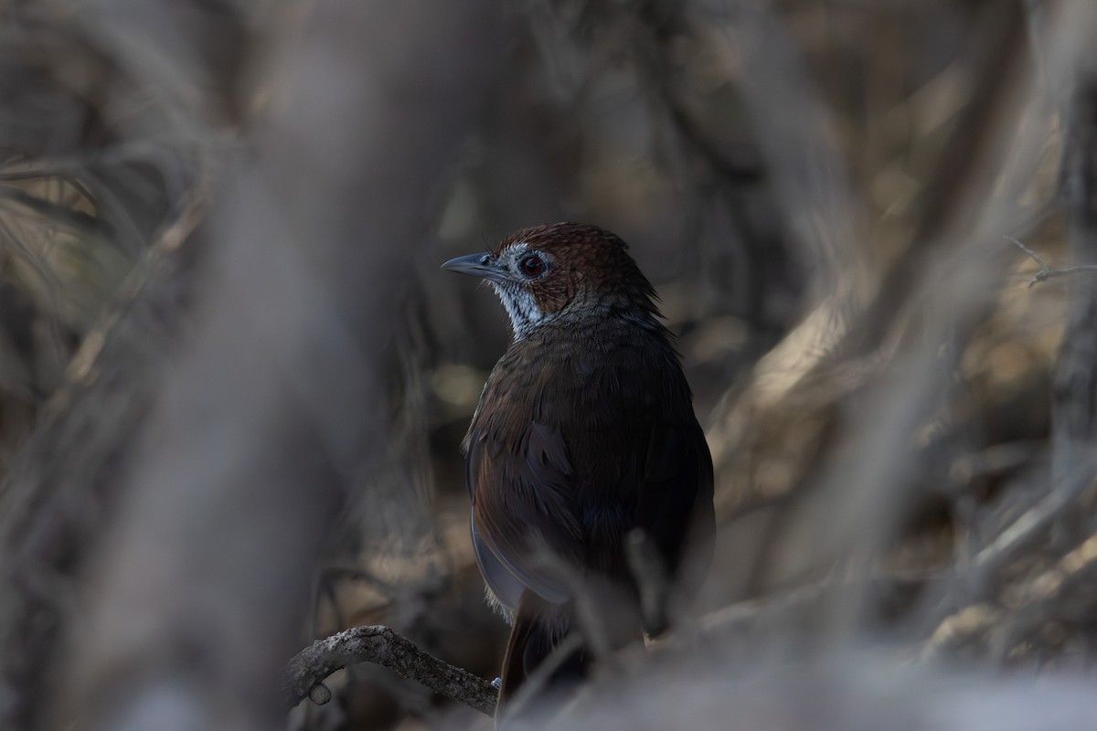 Rufous Bristlebird - ML623633290