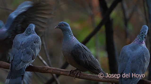 カナリーバト - ML623633292