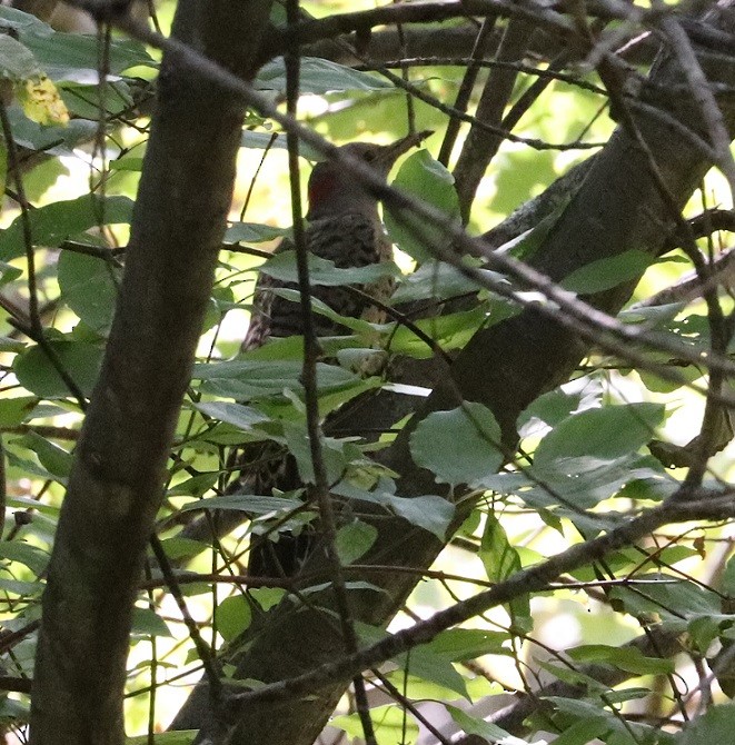 Northern Flicker - ML623633397