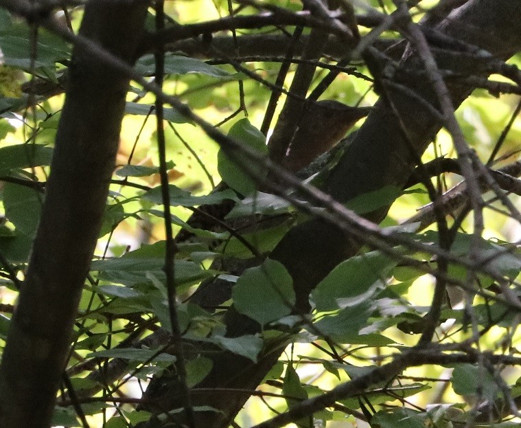 Northern Flicker - ML623633398