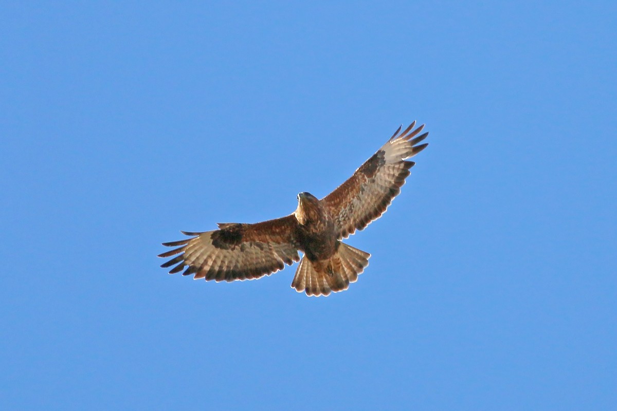 Common Buzzard (Canary Is.) - ML623633427