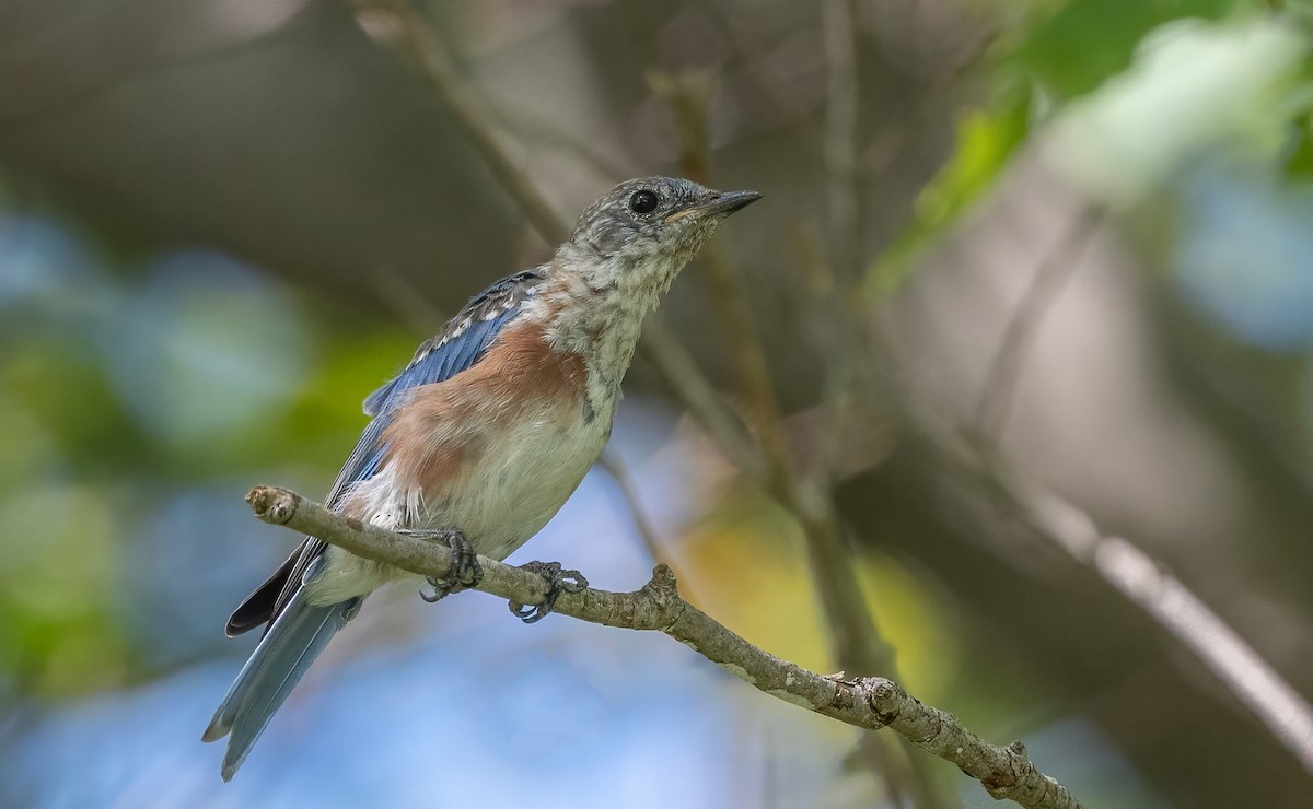 Eastern Bluebird - ML623633431