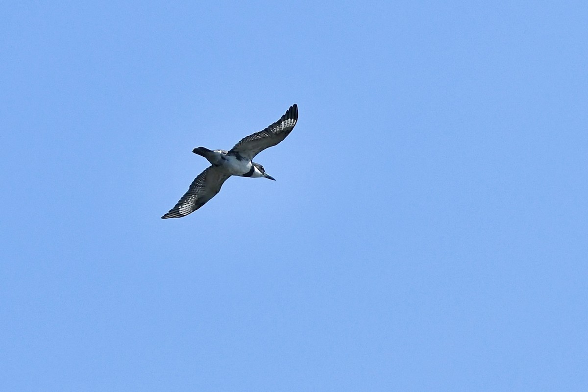 Belted Kingfisher - Robert Coron