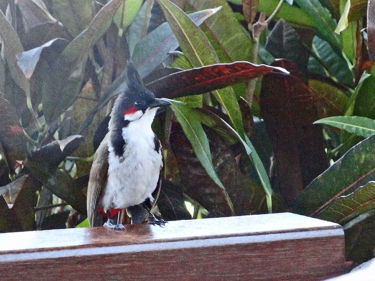 Red-whiskered Bulbul - ML623633461