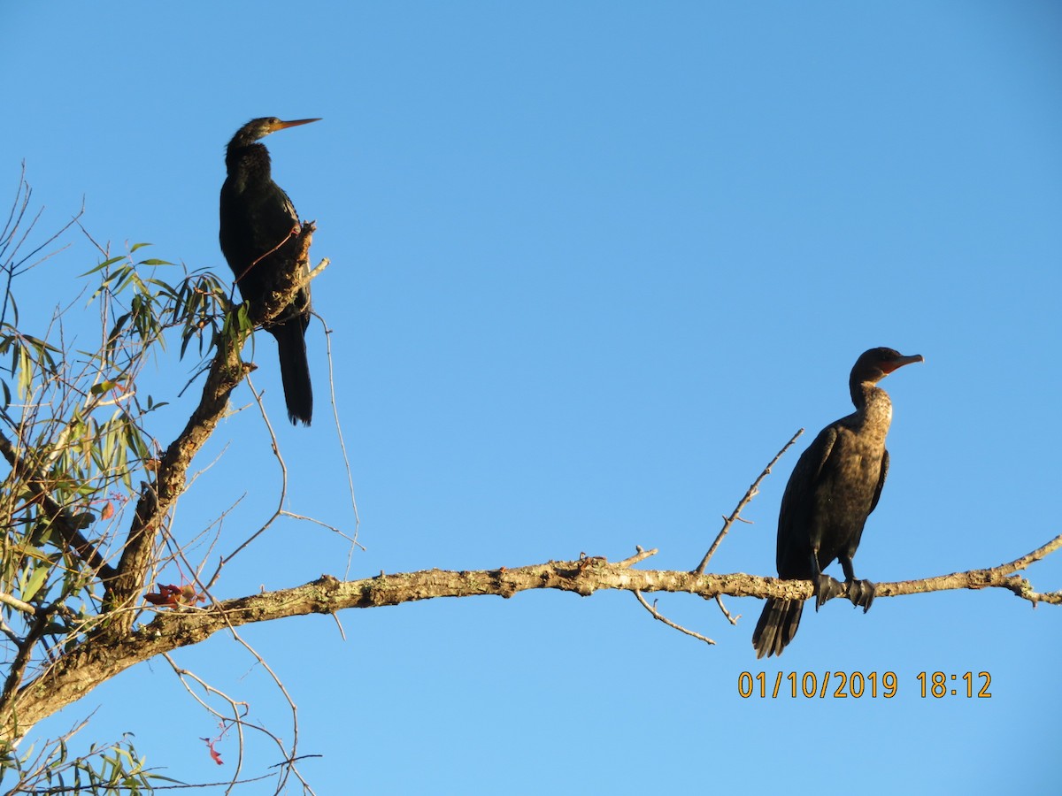 Anhinga - ML623633466