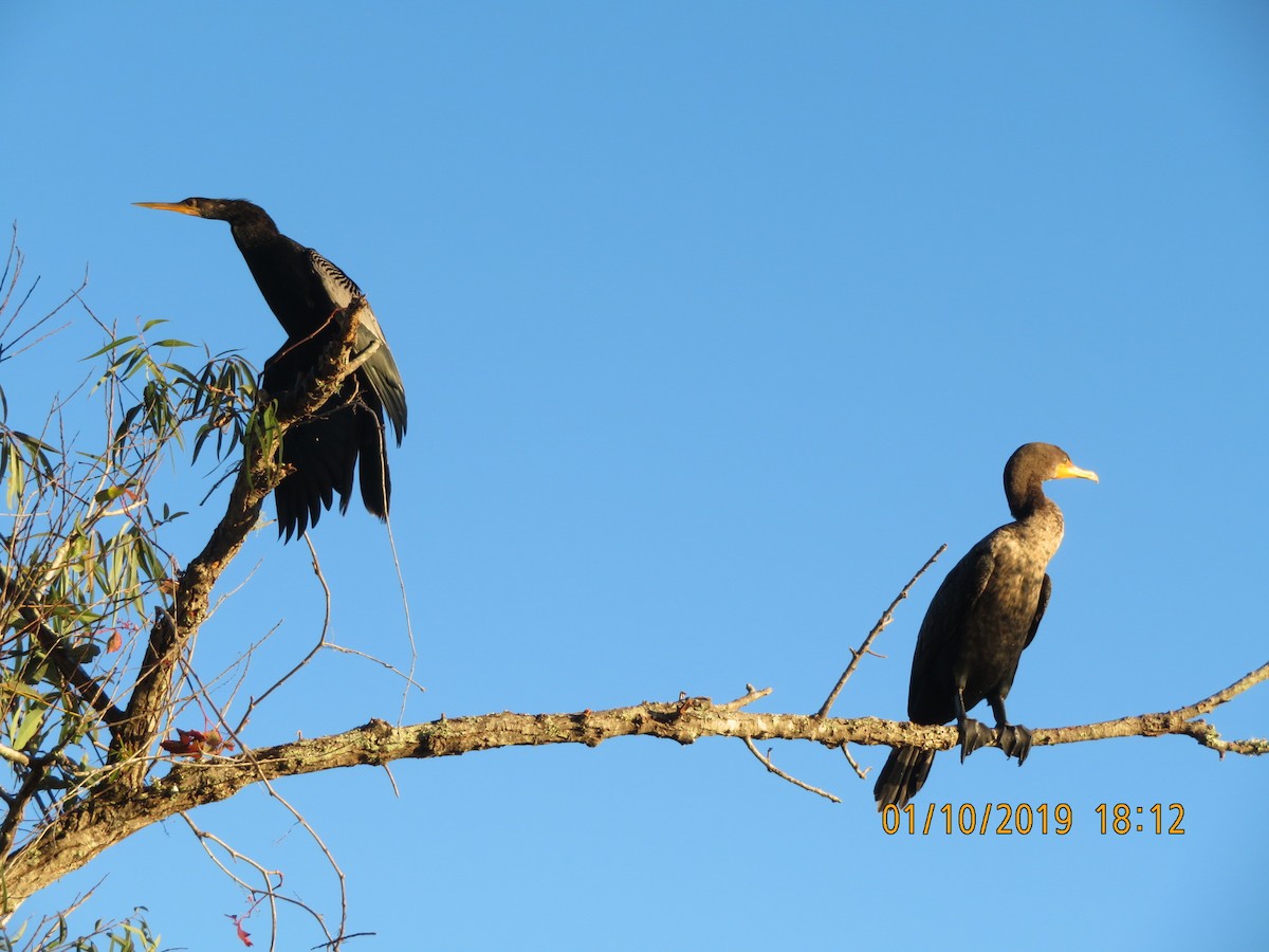 Anhinga - ML623633467