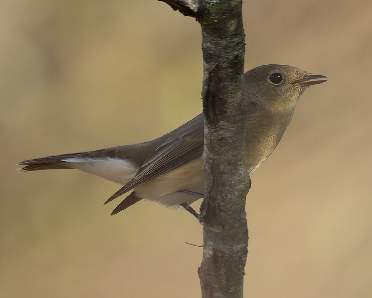 Red-breasted Flycatcher - ML623633481