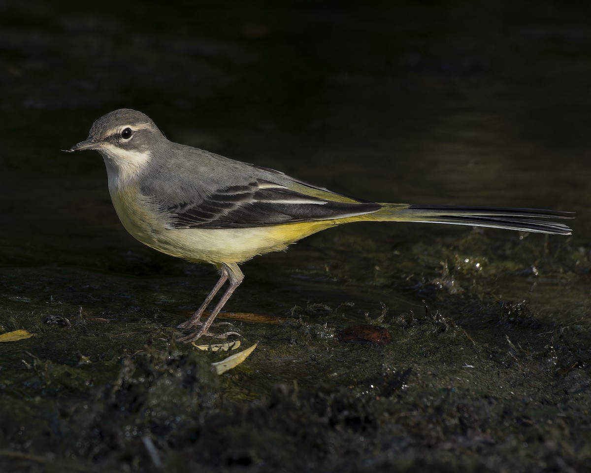 Gray Wagtail - ML623633484