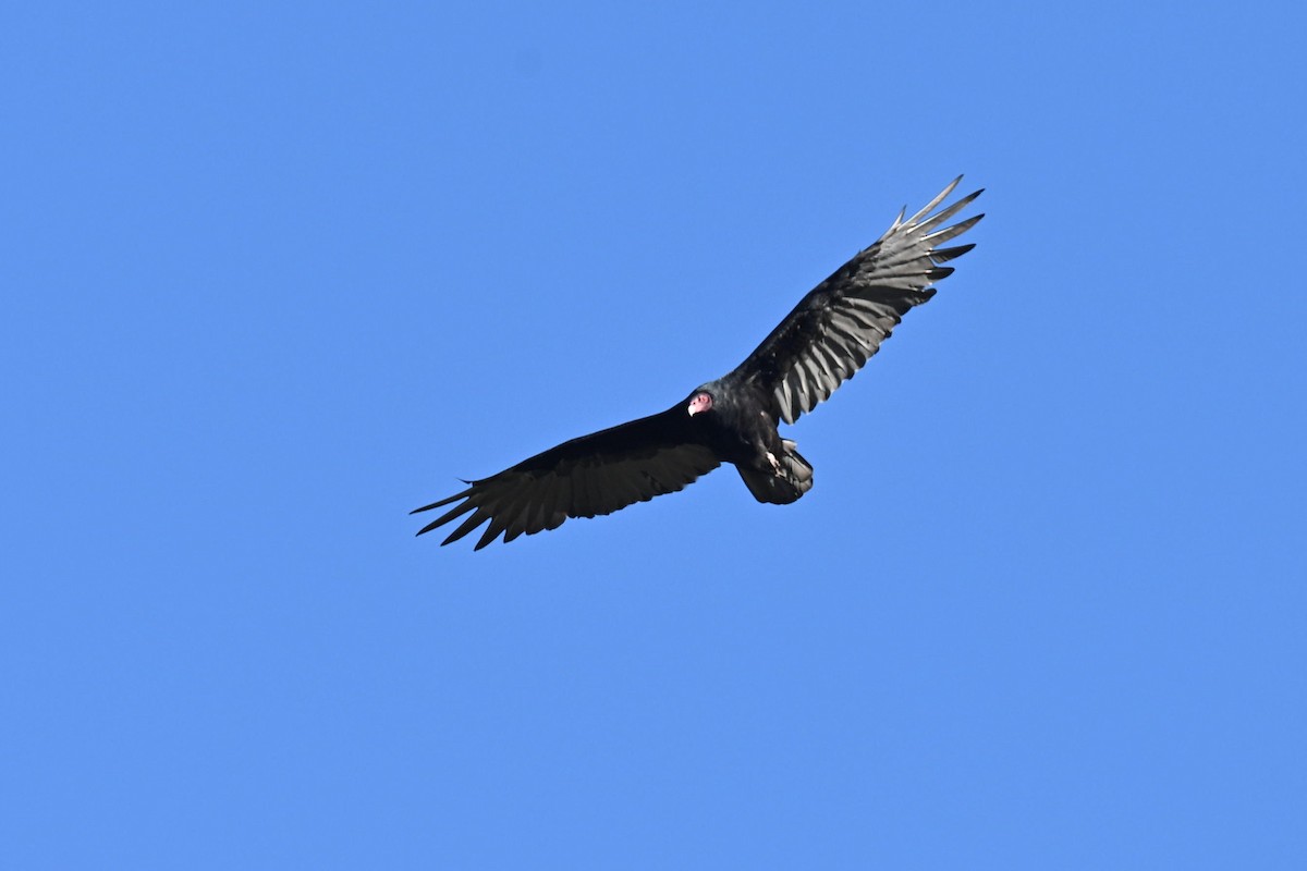 Turkey Vulture - ML623633518