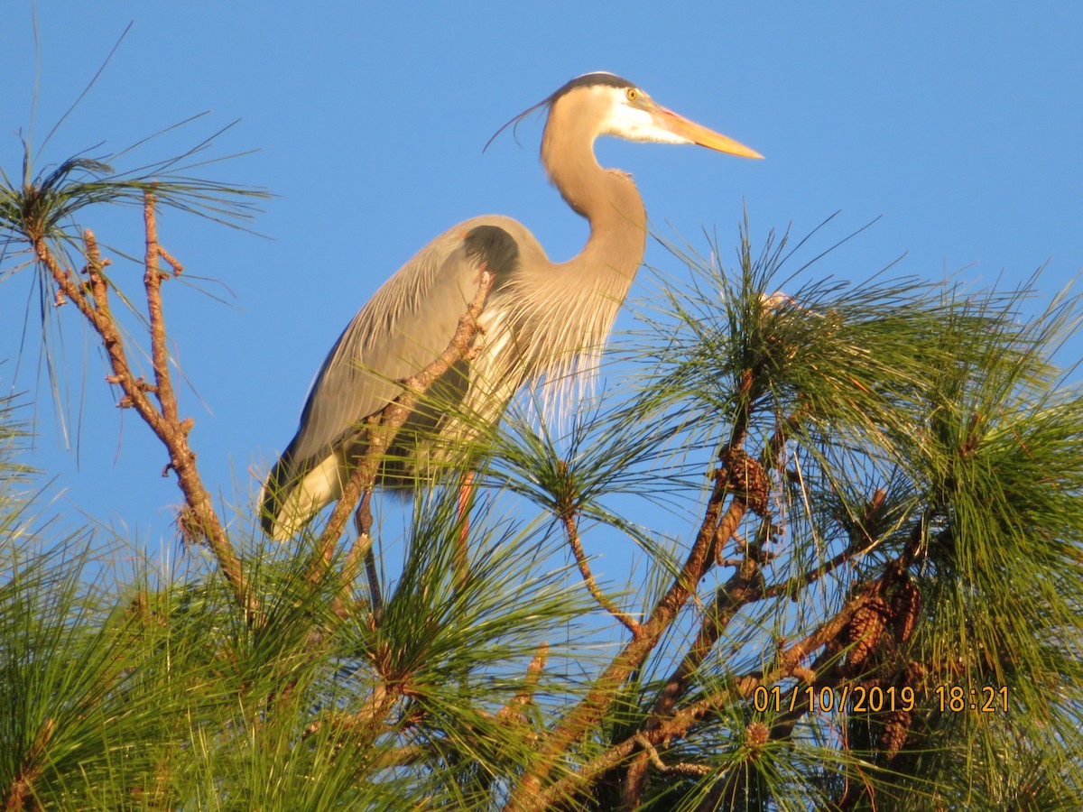 Great Blue Heron - ML623633528