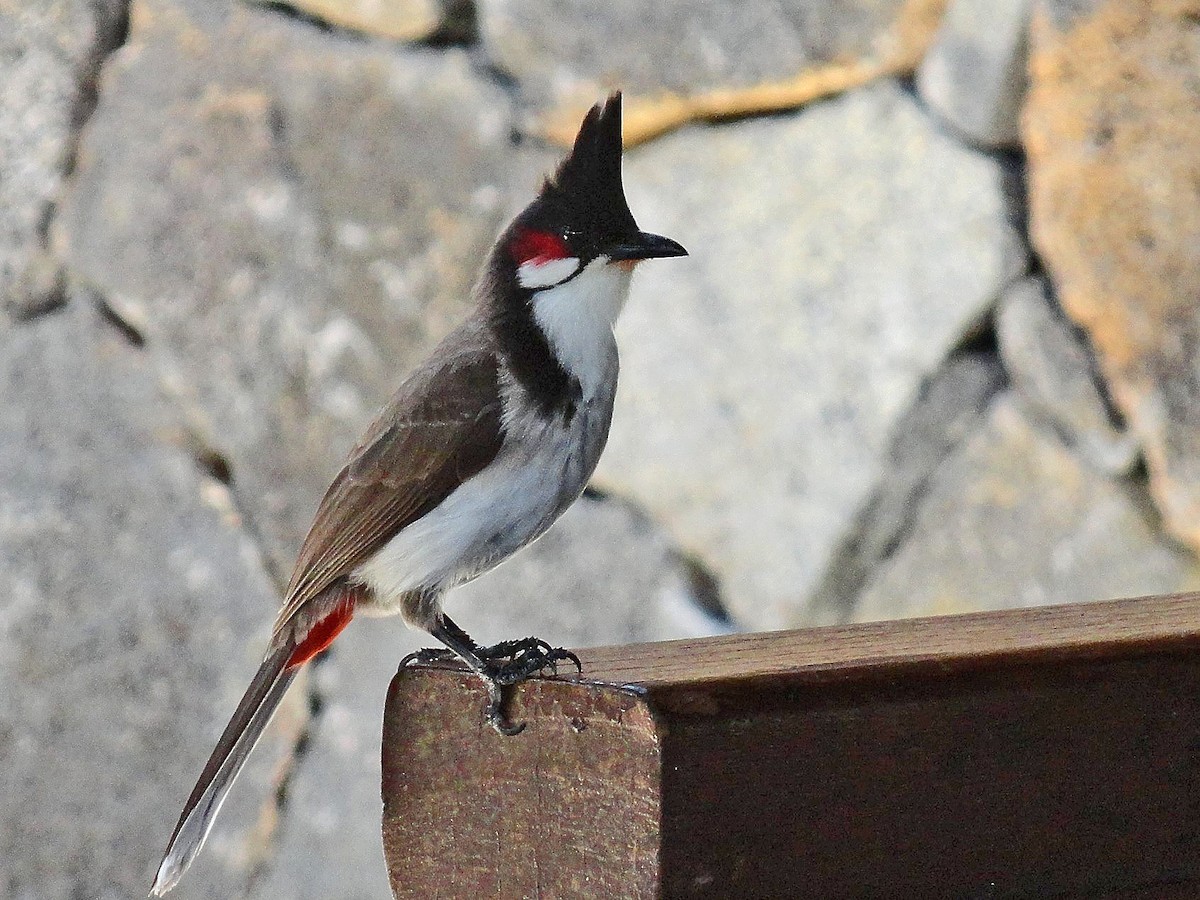 Red-whiskered Bulbul - Carl Poldrack