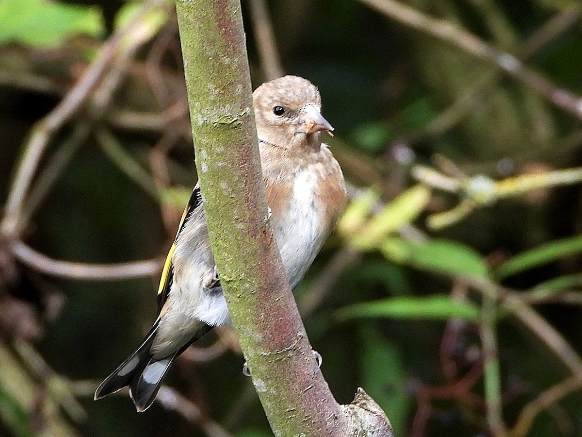 European Goldfinch - Dave Hatton