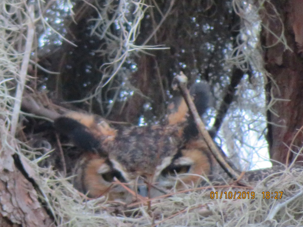 Great Horned Owl - ML623633549