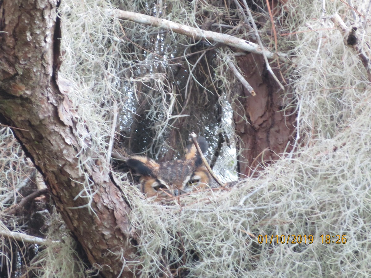 Great Horned Owl - ML623633550