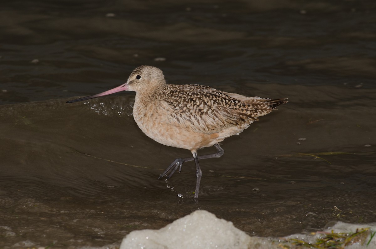 Marbled Godwit - ML623633564