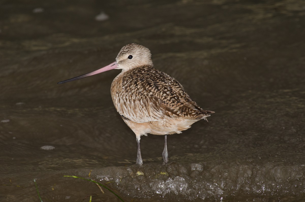 Marbled Godwit - ML623633565