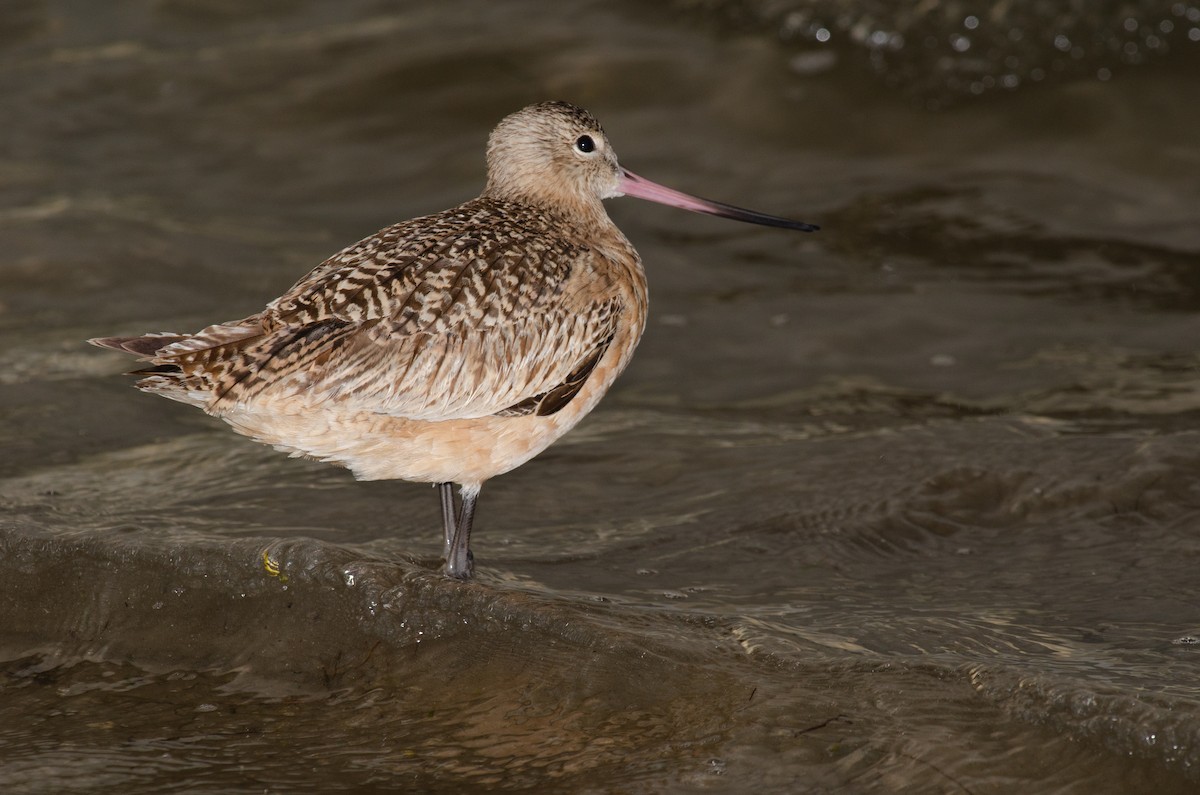 Marbled Godwit - ML623633566