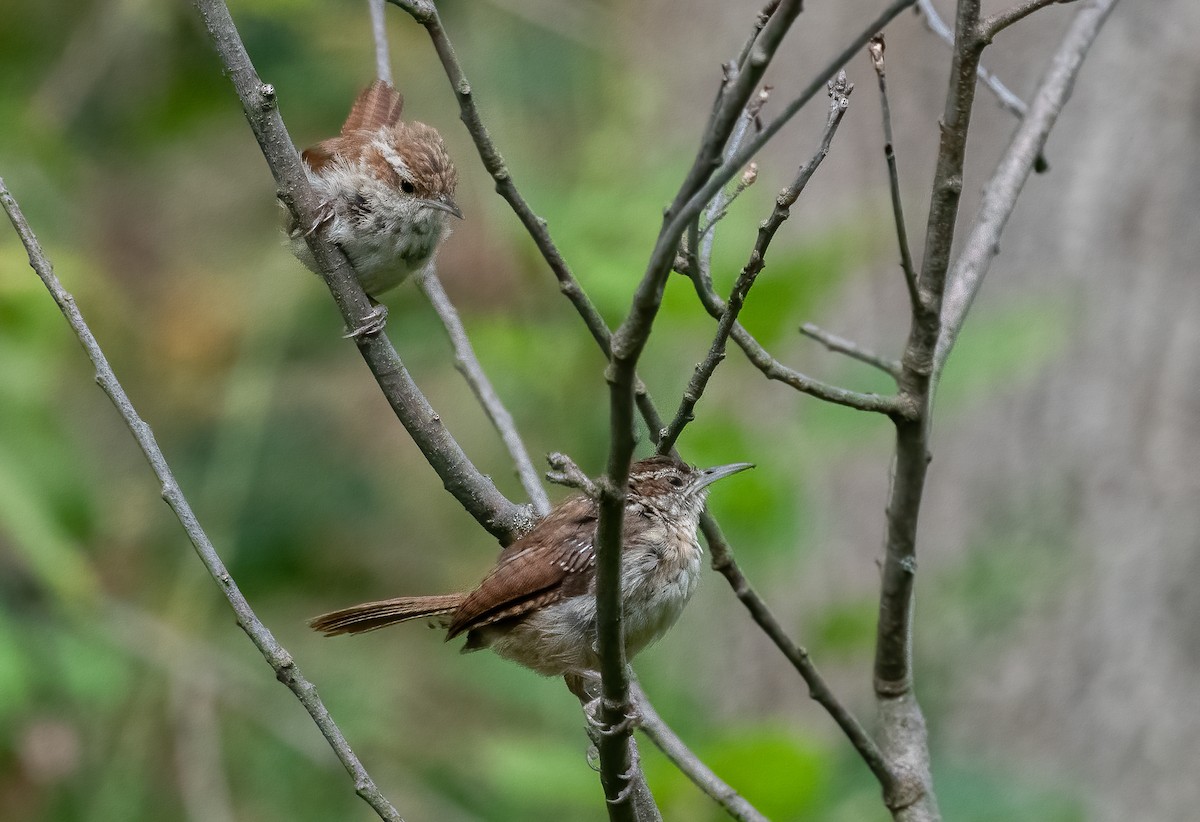 Carolina Wren - ML623633571