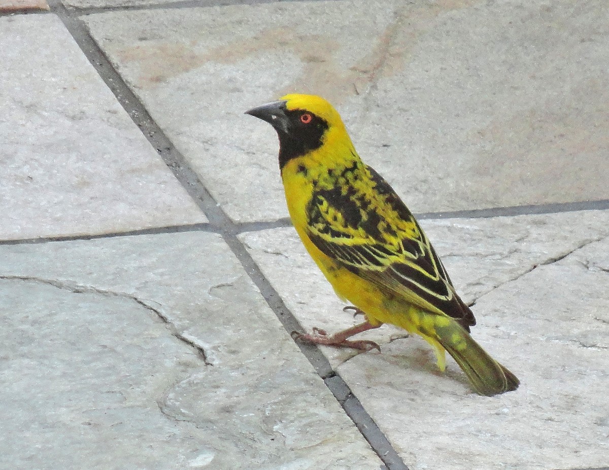 Village Weaver - ML623633593